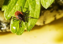 Nejlepší ochranou před klíšťovou encefalitidou je očkování