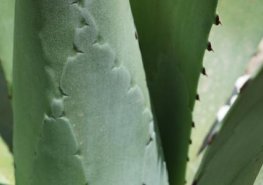 Unikátní kvetoucí Agáve v areálu Orlickoústecké nemocnice