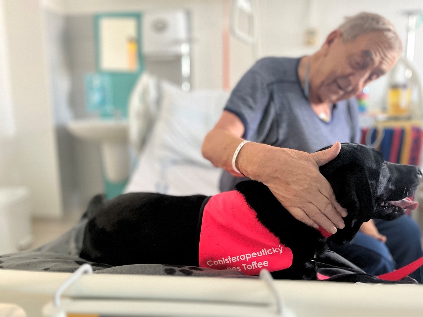 Psí canisterapeutická parťačka Toffee posílí péči na neurologii Orlickoústecké nemocnice