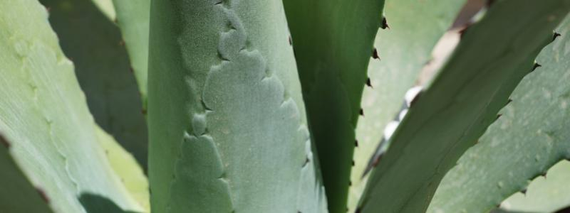 Unikátní kvetoucí Agáve v areálu Orlickoústecké nemocnice